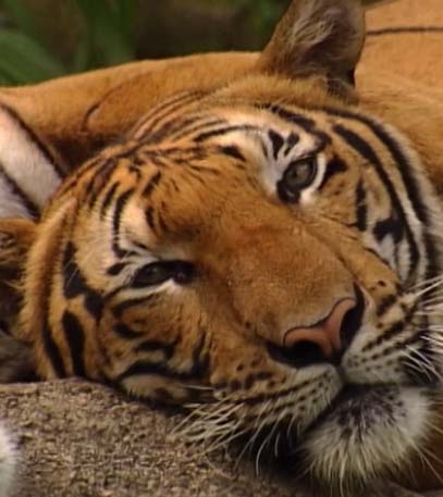 Wildest Asia - Grainger TV