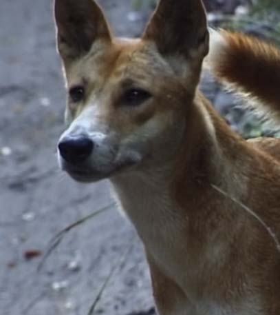 Wildest Australia - Grainger TV