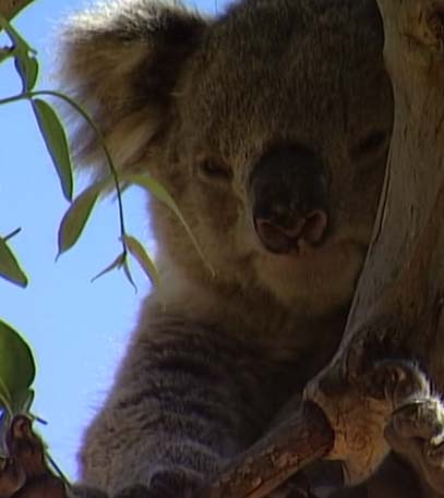 Wildest Islands of Australia - Grainger TV