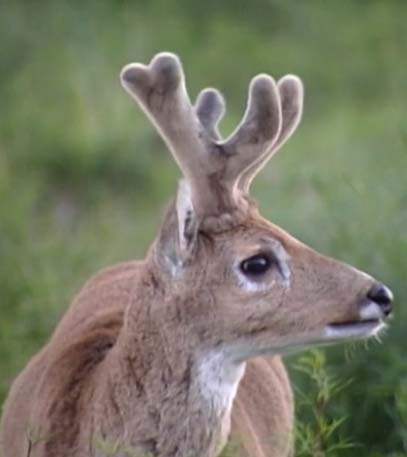 Wildest South America - Grainger TV