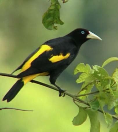 Wingbeats To The Amazon - Grainger TV