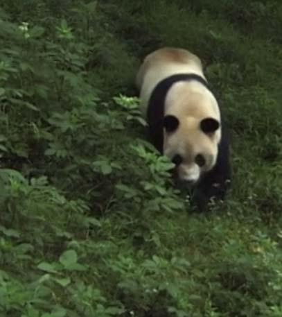 Yangtze to Shangri-La - Grainger TV